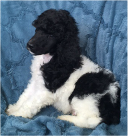homepg